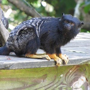 Monkeyland and Birds of Eden 17.11.2011