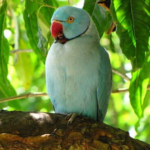 Monkeyland and Birds of Eden 17.11.2011