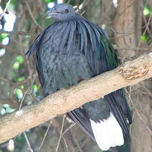 Monkeyland and Birds of Eden 17.11.2011