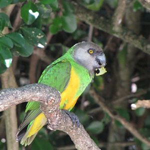 Monkeyland and Birds of Eden 17.11.2011