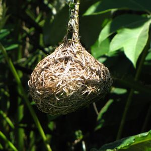 Monkeyland and Birds of Eden 17.11.2011