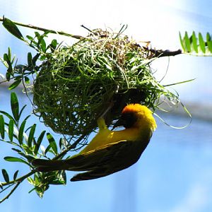 Monkeyland and Birds of Eden 17.11.2011