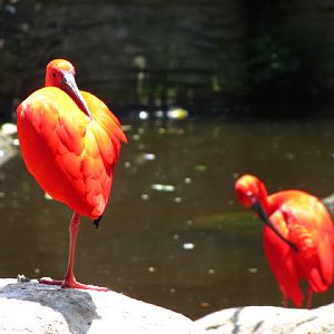 Monkeyland and Birds of Eden 17.11.2011