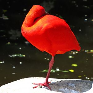 Monkeyland and Birds of Eden 17.11.2011