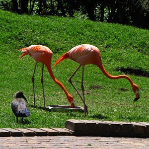 Monkeyland and Birds of Eden 17.11.2011