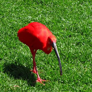 Monkeyland and Birds of Eden 17.11.2011