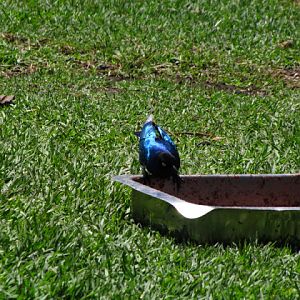 Monkeyland and Birds of Eden 17.11.2011