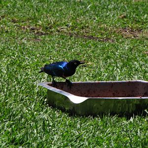 Monkeyland and Birds of Eden 17.11.2011