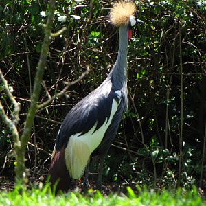 Monkeyland and Birds of Eden 17.11.2011