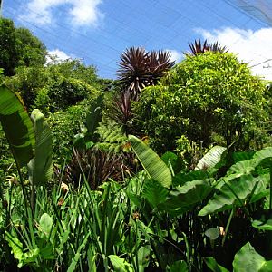 Monkeyland and Birds of Eden 17.11.2011