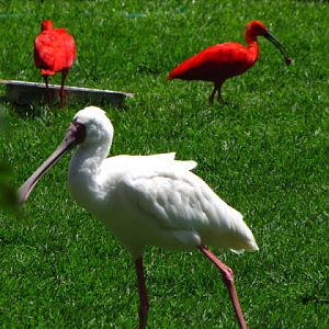 Monkeyland and Birds of Eden 17.11.2011