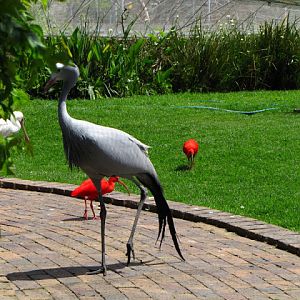 Monkeyland and Birds of Eden 17.11.2011