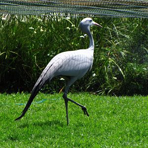 Monkeyland and Birds of Eden 17.11.2011