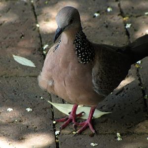 Monkeyland and Birds of Eden 17.11.2011