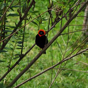 Monkeyland and Birds of Eden 17.11.2011