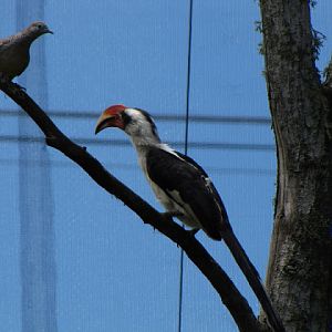 Monkeyland and Birds of Eden 17.11.2011