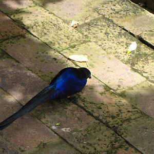 Monkeyland and Birds of Eden 17.11.2011