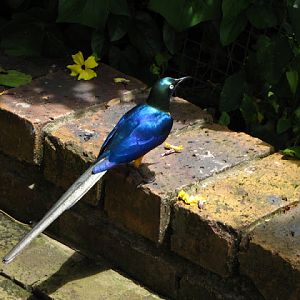 Monkeyland and Birds of Eden 17.11.2011