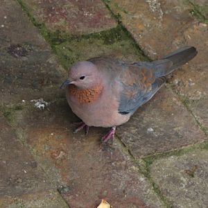 Monkeyland and Birds of Eden 17.11.2011