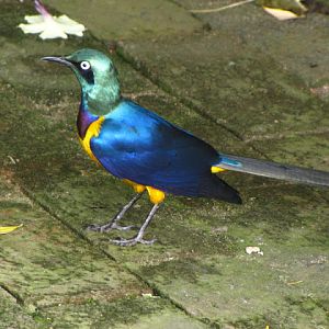 Monkeyland and Birds of Eden 17.11.2011