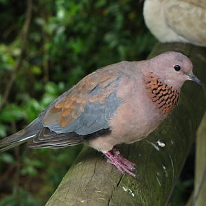 Monkeyland and Birds of Eden 17.11.2011