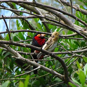 Monkeyland and Birds of Eden 17.11.2011