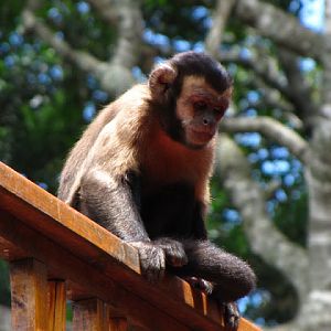 Monkeyland and Birds of Eden 17.11.2011