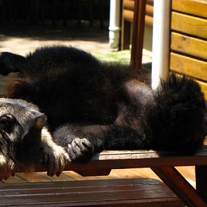 Monkeyland and Birds of Eden 17.11.2011