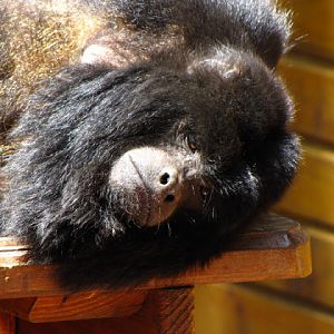 Monkeyland and Birds of Eden 17.11.2011