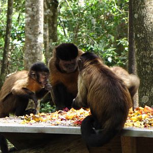 Monkeyland and Birds of Eden 17.11.2011