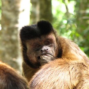 Monkeyland and Birds of Eden 17.11.2011