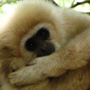 Monkeyland and Birds of Eden 17.11.2011