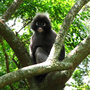 Monkeyland and Birds of Eden 17.11.2011