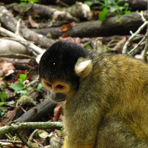 Monkeyland and Birds of Eden 17.11.2011