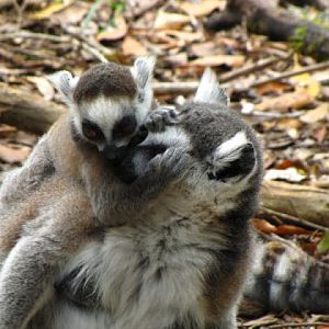 Monkeyland and Birds of Eden 17.11.2011