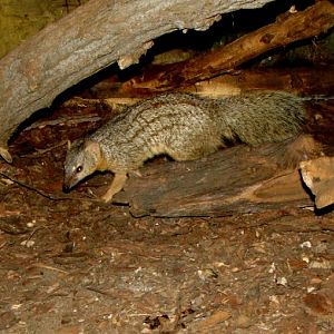 Mungotictis decemlineata