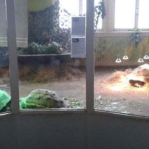 Giant tortoise-enclosure