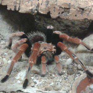 Brachypelma emilia