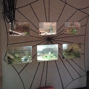 Bird-eating spider-enclosures