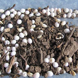 Rainbow Skink Eggs and Young  (Lampropholis delicata)