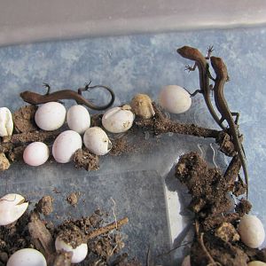 Rainbow Skink Eggs and Young  (Lampropholis delicata)