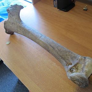 Moa Leg Bone