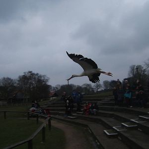 European White Stork in flight