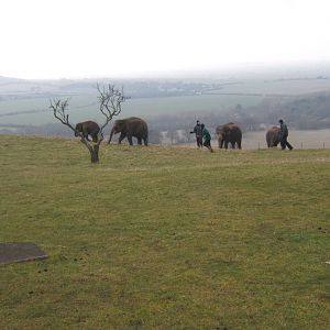 Asian Elephants on the Downs