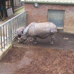 Indian Rhino and calf