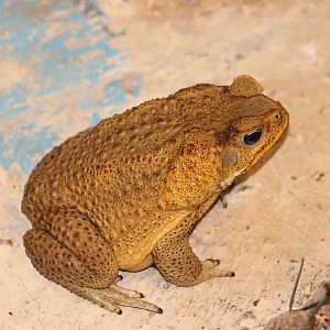 Asian toad ( Bufo melanostictus )