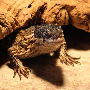 Giant girdled lizard
