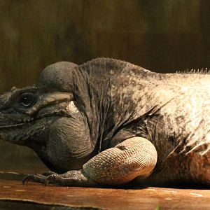 Rhino iguana