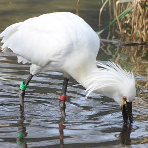European spoonbill