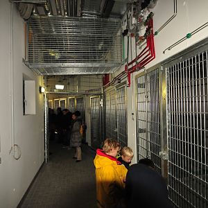 Pavilion of gorillas - first touring 11.11.2012